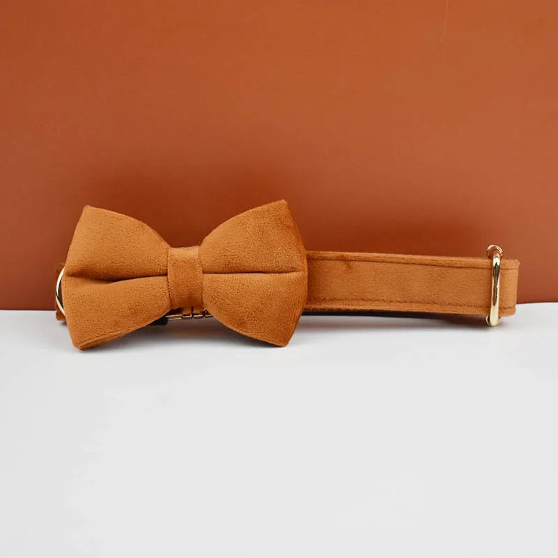 Collier personnalisé pour chien (Gravure offerte)