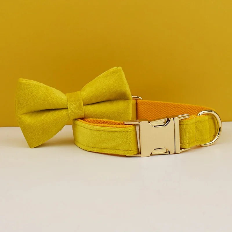 Collier personnalisé pour chien (Gravure offerte)