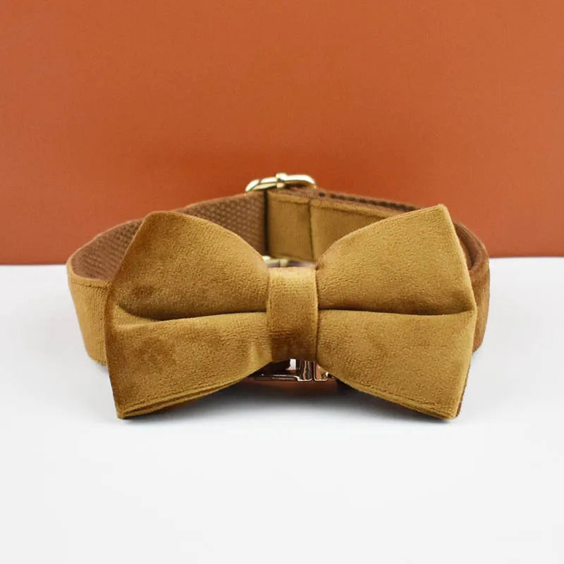 Collier personnalisé pour chien (Gravure offerte)