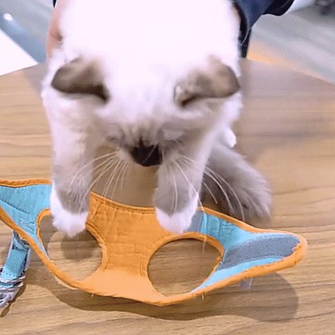 Harnais pour chat (laisse offerte) - Harnouche®